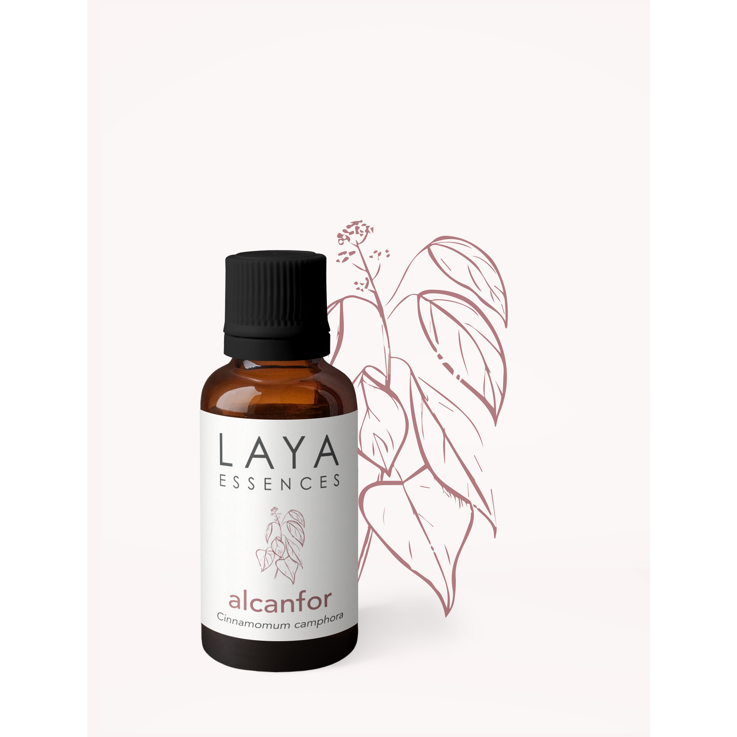 Alcanfor