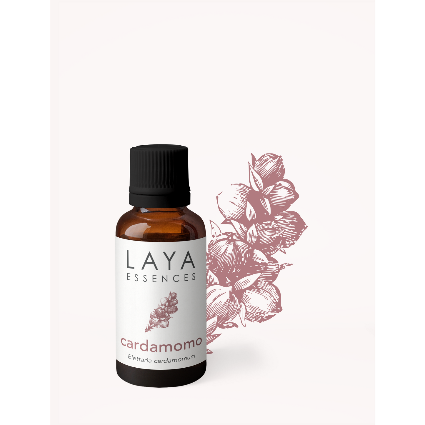 Cardamomo