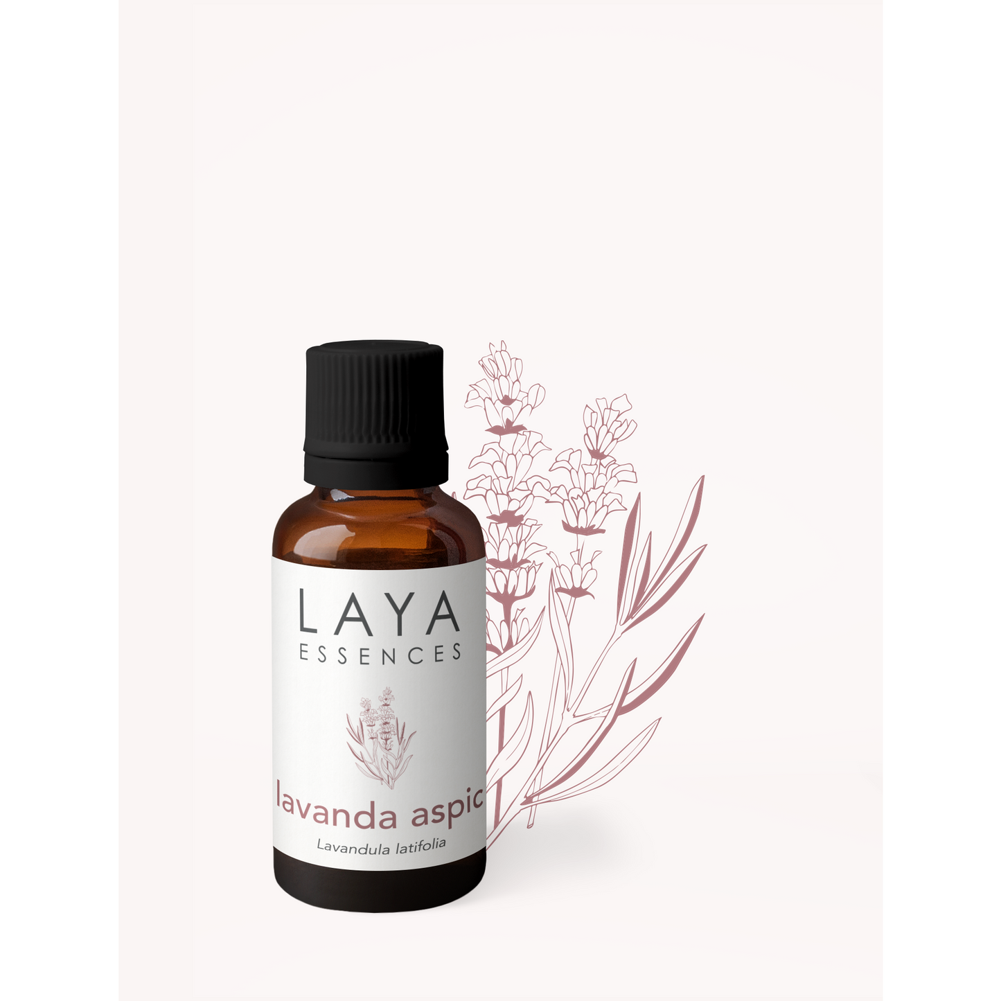 Lavanda aspic